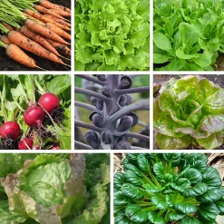 Saatgutset im Holzkästchen