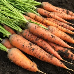 Saatgutset im Holzkästchen