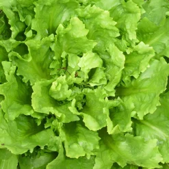 Saatgutset im Holzkästchen