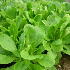 Saatgutset im Holzkästchen