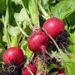 Saatgutset im Holzkästchen