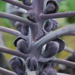 Saatgutset im Holzkästchen