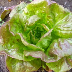 Saatgutset im Holzkästchen