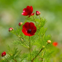 Saatgutset im Holzkästchen