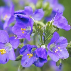 Saatgutset im Holzkästchen