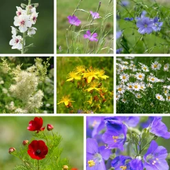 Saatgutset im Holzkästchen