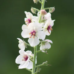 Saatgutset im Holzkästchen