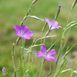 Saatgutset im Holzkästchen