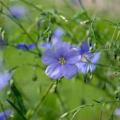 Saatgutset im Holzkästchen