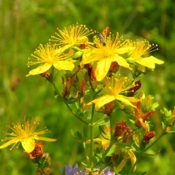 Saatgutset im Holzkästchen