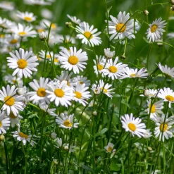 Saatgutset im Holzkästchen