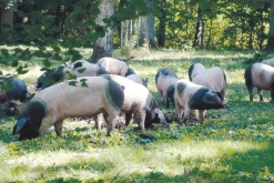 Salzfleisch vom Schwäbisch-Hällischen Eichelweideschwein