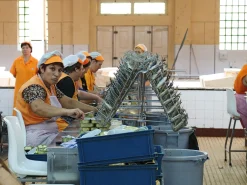 Sardinen in scharfem Olivenöl