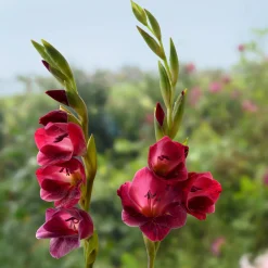 Schmetterlingsgladiole
