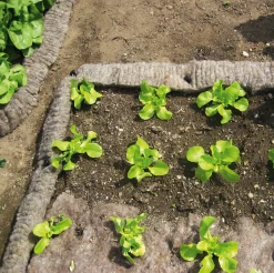 Schneckenbarriere Schafwolle