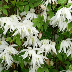Sibirische Alpenwaldrebe 'Albina Plena'