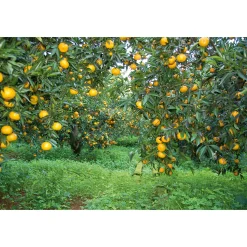 Sizilianischer Mandarinenfruchtaufstrich