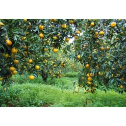 Sizilianischer Mandarinenfruchtaufstrich