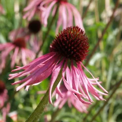 Stauden für den Klimawandel
