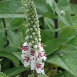 Stauden für den Klimawandel