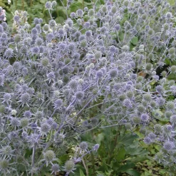 Stauden für den Klimawandel
