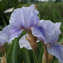 Stauden für den Klimawandel