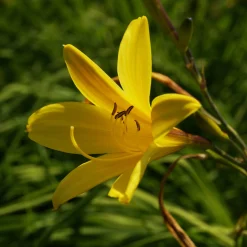 Stauden für den Klimawandel