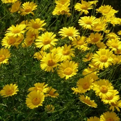 Stauden für (Wild-)Bienen und Schmetterlinge