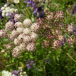 Stauden für (Wild-)Bienen und Schmetterlinge