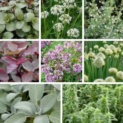 Staudenpaket Gourmet- und Küchenkräuter