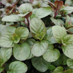 Staudenpaket Gourmet- und Küchenkräuter