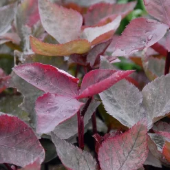 Staudenpaket Gourmet- und Küchenkräuter