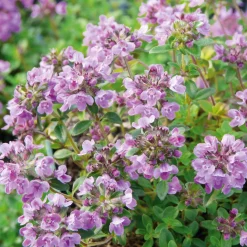 Staudenpaket Gourmet- und Küchenkräuter