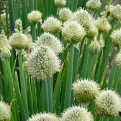 Staudenpaket Gourmet- und Küchenkräuter