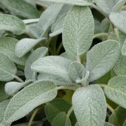 Staudenpaket Gourmet- und Küchenkräuter