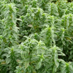 Staudenpaket Gourmet- und Küchenkräuter