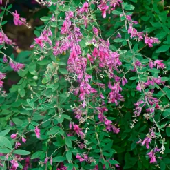 Strauchpaket Insektenweide
