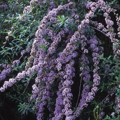 Strauchpaket Insektenweide