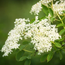 Strauchpaket Wildfruchthecke 2