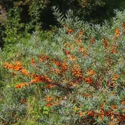 Strauchpaket Wildfruchthecke 1