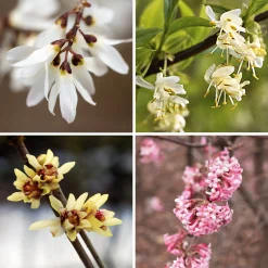 Strauchpaket Winterdufter