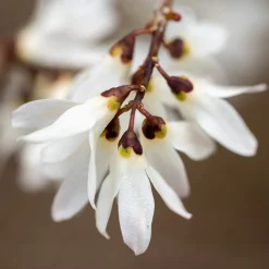 Strauchpaket Winterdufter