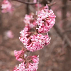 Strauchpaket Winterdufter