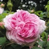 Strauchrose 'Königin von Dänemark'