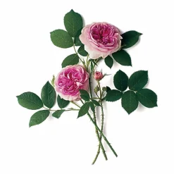 Strauchrose 'Königin von Dänemark'