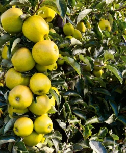 Säulenapfel 'Ananasrenette'