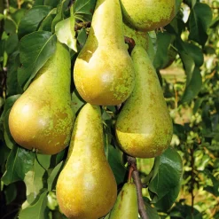 Säulenbirne 'Saphira'