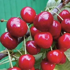 Säulenkirsche 'Victoria'