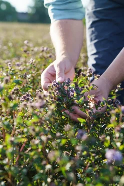 Summerdown Englische Minzschokolade
