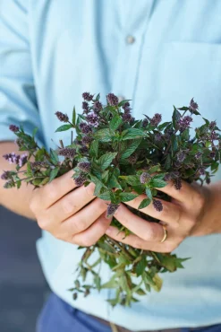 Summerdown Englische Minzschokolade